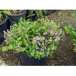 Cuphea hyssopifolia|kipogeorgiki.gr Cuphea hyssopifolia|kipogeorgiki.gr