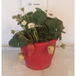 Φραουλιά (Fragaria sp.) Φραουλιά (Fragaria sp.) |kipogeorgiki.gr