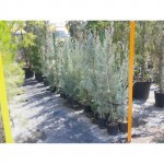 Cypress Arizonica ‘Fastigiata’ | Kipogeorgiki