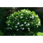 Cape Jasmine Shrub (Gardenia jasminoides)