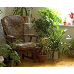 Indoor Plants