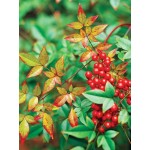 Fire Power (Nadina domestica)|kipogeorgiki.gr Fire Power (Nadina domestica)|kipogeorgiki.gr