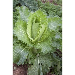 Bio Chinese Cabbage |kipogeorgiki.gr