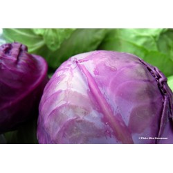 Bio Red Cabbage| kipogeorgiki.gr