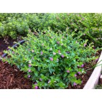 Cuphea hyssopifolia|kipogeorgiki.gr Cuphea hyssopifolia|kipogeorgiki.gr