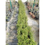 Ligustrum Japonicum|kipogeorgiki.gr