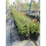 Ligustrum Japonicum|kipogeorgiki.gr