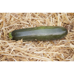 Black Squash 'Black Beauty'