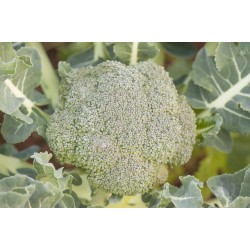 Bio Green Broccoli|kipogeorgiki.gr