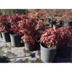 Fire Power (Nadina domestica)|kipogeorgiki.gr Fire Power (Nadina domestica)|kipogeorgiki.gr