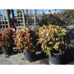 Fire Power (Nadina domestica)|kipogeorgiki.gr Fire Power (Nadina domestica)|kipogeorgiki.gr