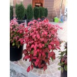 Fire Power (Nadina domestica)|kipogeorgiki.gr Fire Power (Nadina domestica)|kipogeorgiki.gr