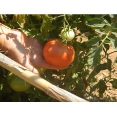 Ντομάτα Ροζέ Κρήτης Βιολογική