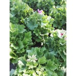 Pelargonium domesticum|kipogeorgiki.gr