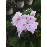 Pelargonium domesticum|kipogeorgiki.gr