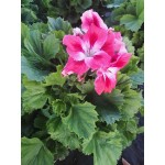 Pelargonium domesticum|kipogeorgiki.gr