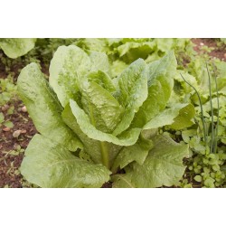 Bio Lettuce Romana |kipogeorgiki.gr