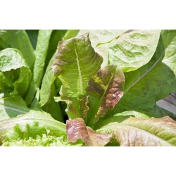 Bio Lettuce Romana Two-Colour |kipogeorgiki.gr