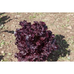 Bio Red Curly Lettuce |kipogeorgiki.gr