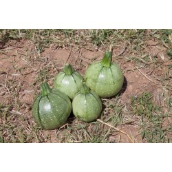 Round squash bio|kipogeorgiki.gr