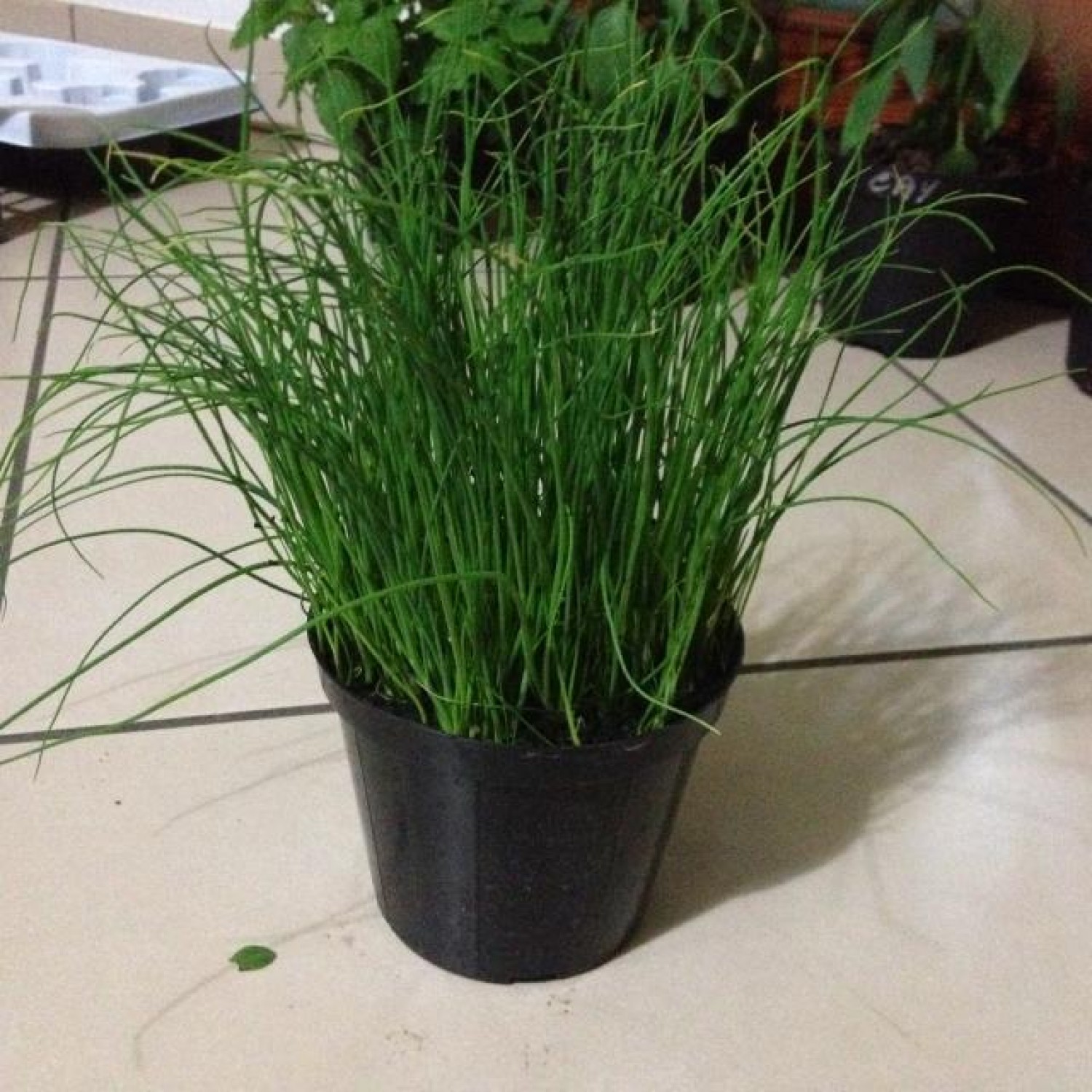 Σχοινόπρασο (Allium Schoenoprasum)|kipogeorgiki.gr