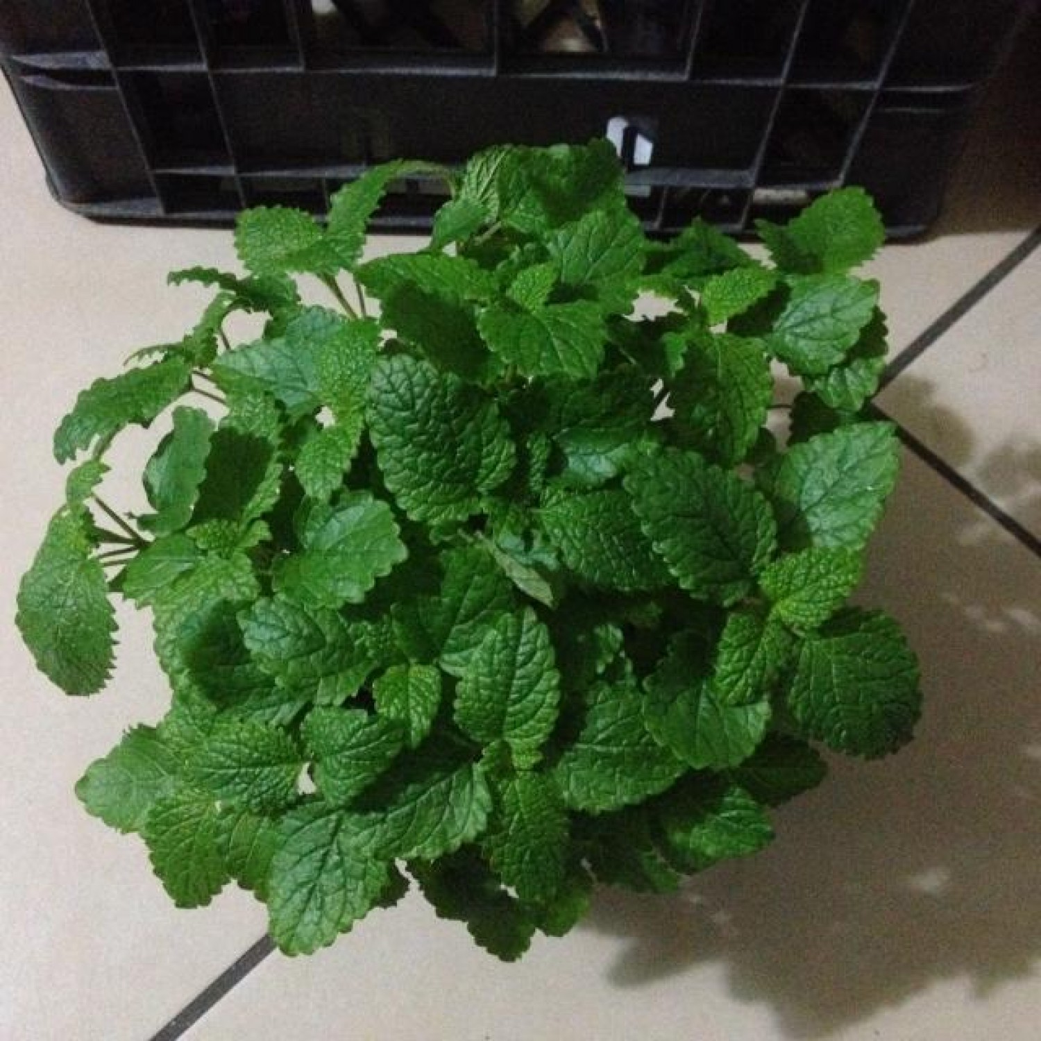 Μελισσόχορτο (Melissa officinalis) Μελισσόχορτο (Melissa officinalis)