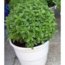Basil (Ocimum Basilicum)  