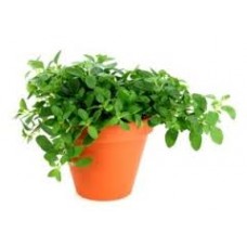 Μαντζουράνα (Origanum majorana)|kipogeorgiki.gr