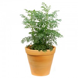 Common Rue (Ruta graveolens) Herb Common Rue (Ruta graveolens) Medicinal Plant