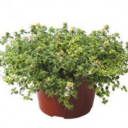 Lemon thyme (Τhymus citriodorus aureus)|kipogeorgiki.gr