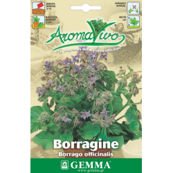 Borage Seeds Packet 12641 (Borago officinalis)--Seeds-Gemma - Seed for Borages Borage Seeds Packet 12641 (Borago officinalis)