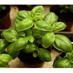 Great Basil Seeds Packet 12638 (Ocimum basilicum) - Seed for Great Basils Great Basil Seeds Packet 12638 (Ocimum basilicum)