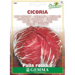 Cichorium Round Red Cichorium Round Red