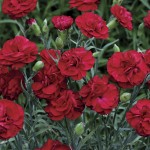 Carnation Double Red Seeds 0.4g Packet (Dianthus caryophyllus) - Seed for Double Red Carnations Carnation Double Red Seeds 0.4g (Dianthus caryophyllus)