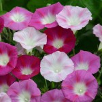 Ιπομέα ή Πρωινή Χαρά Μίγμα 2g Σπόροι (Ipomoea purpurea)