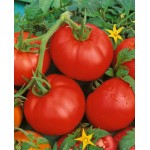 Tomato Ace|kipogeorgiki.gr