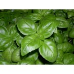 Great Basil Seeds Packet 12638 (Ocimum basilicum) - Seed for Great Basils Great Basil Seeds Packet 12638 (Ocimum basilicum)