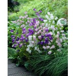 Καμπανούλα Μίγμα 0,5g Σπόροι (Campanula grandiflora)