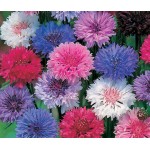 Κενταύρια Διπλή Μίγμα 1,5g Σπόροι Φάκελος (Centaurea spp.) - Σπόρος για Κενταύριες Κενταύρια Διπλή Μίγμα 1,5g Σπόροι Φάκελος-Centaurea spp