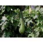 Sponge Gourd (Luffa aegyptiaca) | kipogeorgiki.gr