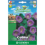 Cup and Saucer Vine Mix Seeds 0.3g (Cobaea scandens)