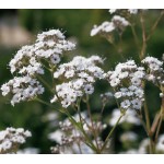 Γυψοφίλη Μικρό Άνθος 2,5g Σπόροι-Gypsophila paniculata