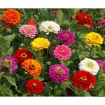 Ζίννια Καλιφόρνιας Διπλή Μίγμα 0,9g Σπόροι-Zinnia elegans