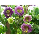 Cup and Saucer Vine Mix Seeds 0.3g (Cobaea scandens)