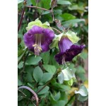 Cup and Saucer Vine Mix Seeds 0.3g (Cobaea scandens)