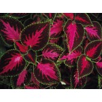 Coleus or Painted Nettle Mix Seeds 0.2g Packet (Coleus hybridus) - Seed for Painted Nettles Coleus or Painted Nettle Mix Seeds 0.2g-Coleus hybridus