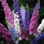 Δελφίνιο Διπλό Μίγμα 0,5g Σπόροι (Delphinium consolida)