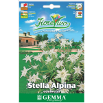 Edelweiss White Seeds 0.5g Packet (Leontopodium nivale)