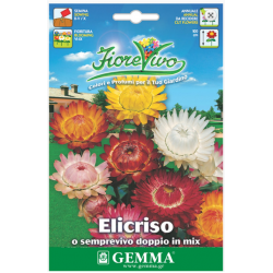 Strawflower Double Mix Seeds 10g-Helichrysum bracteatum