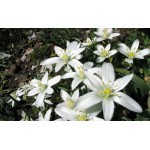 Edelweiss White Seeds 0.5g Packet (Leontopodium nivale)